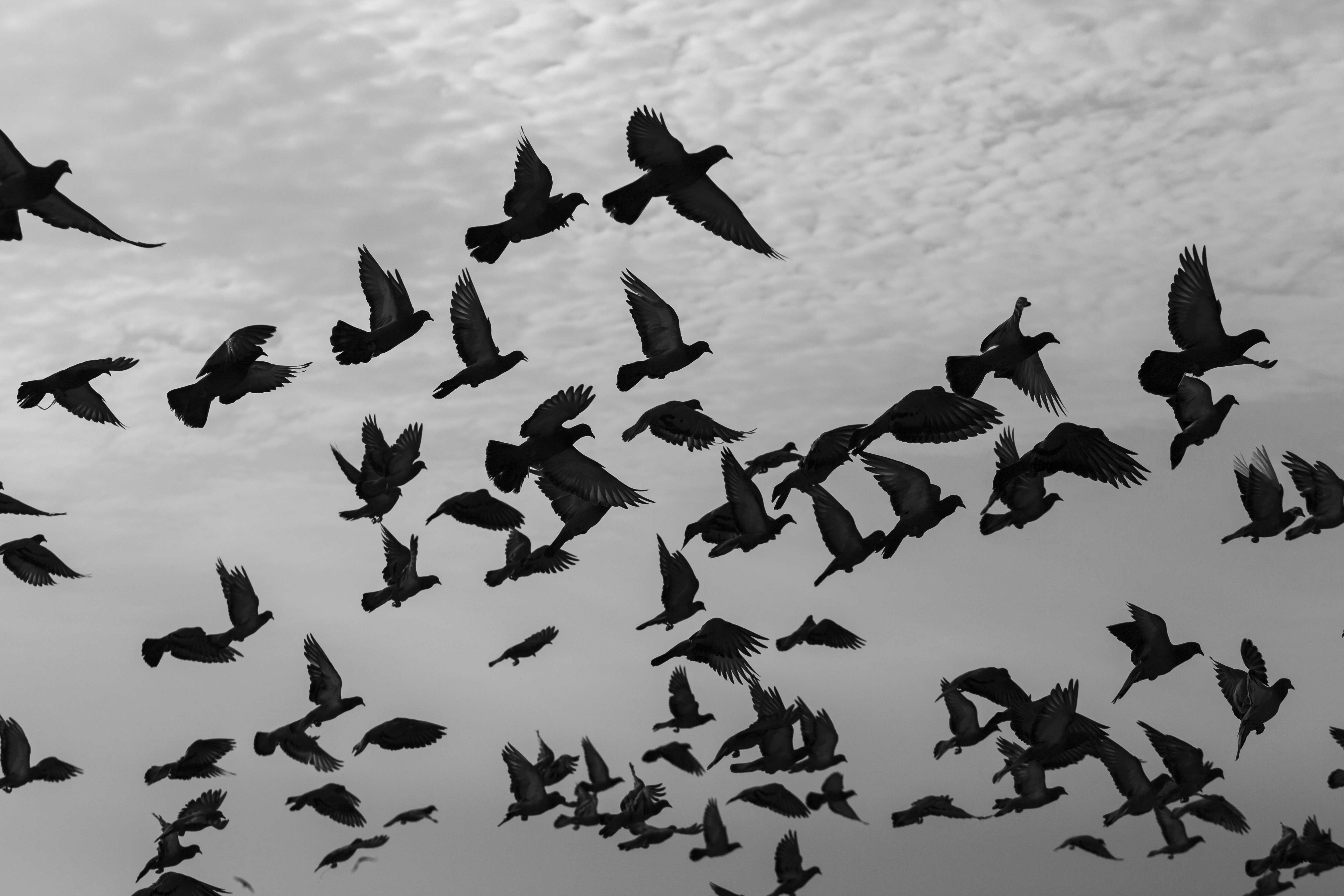 Wings of Freedom #39